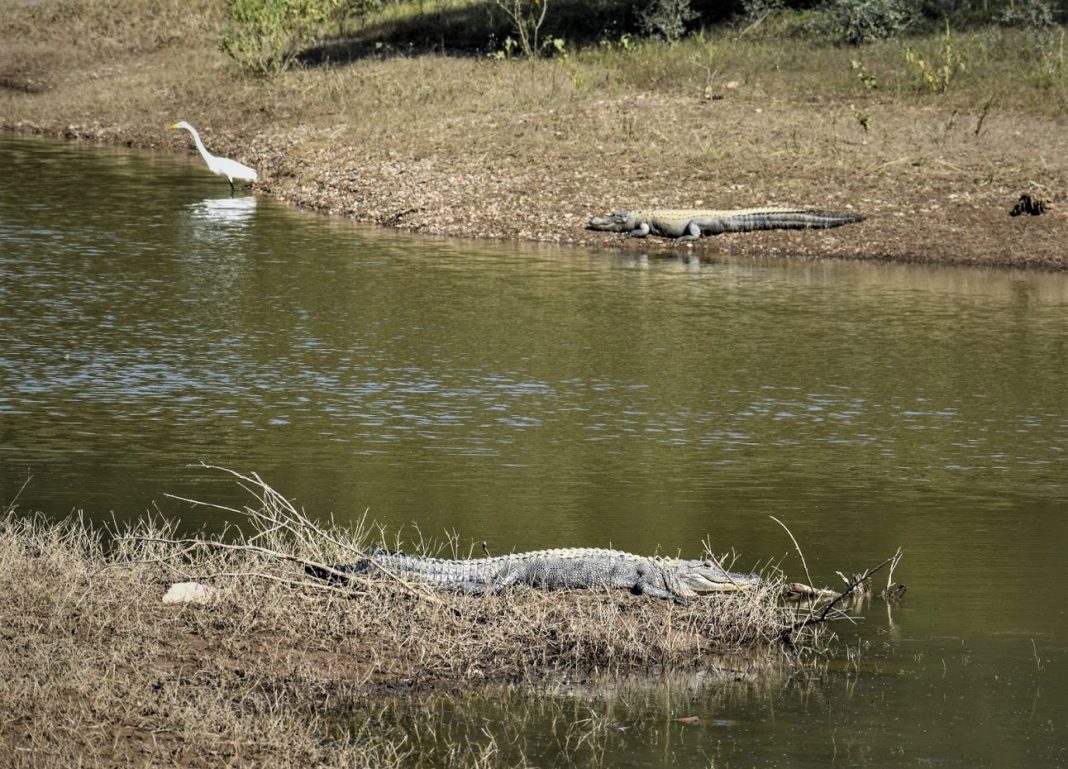alligators in arkansas