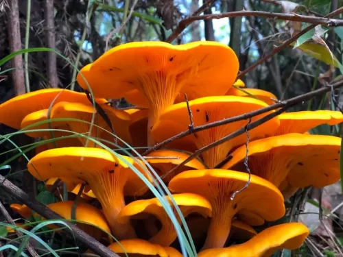 edible mushrooms in arkansas