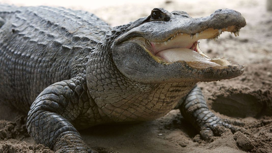 how fast can an alligator run