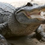 how fast can an alligator run