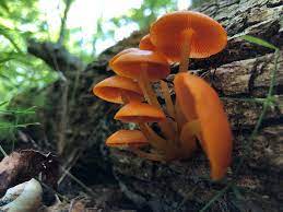 edible mushrooms in arkansas