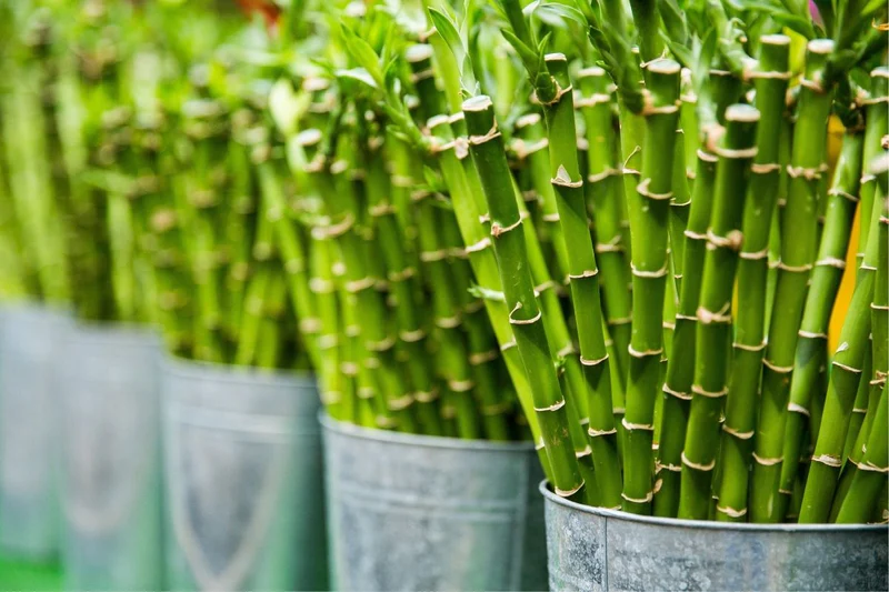 How do you encourage monstera to fruit?